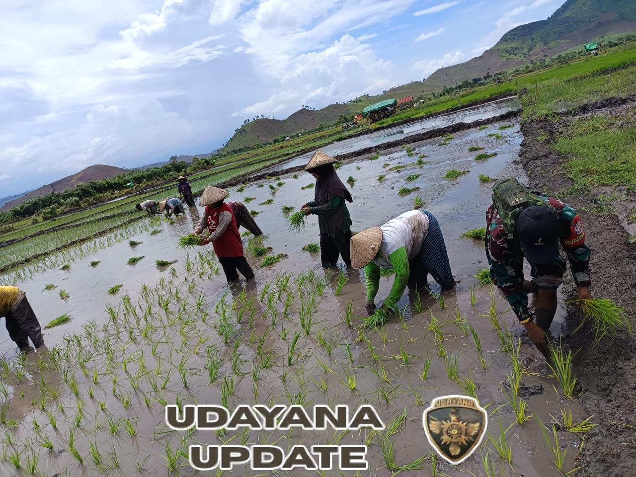Babinsa Dompu Turun ke Sawah Dampingi Petani Tanam Padi di Desa Riwo