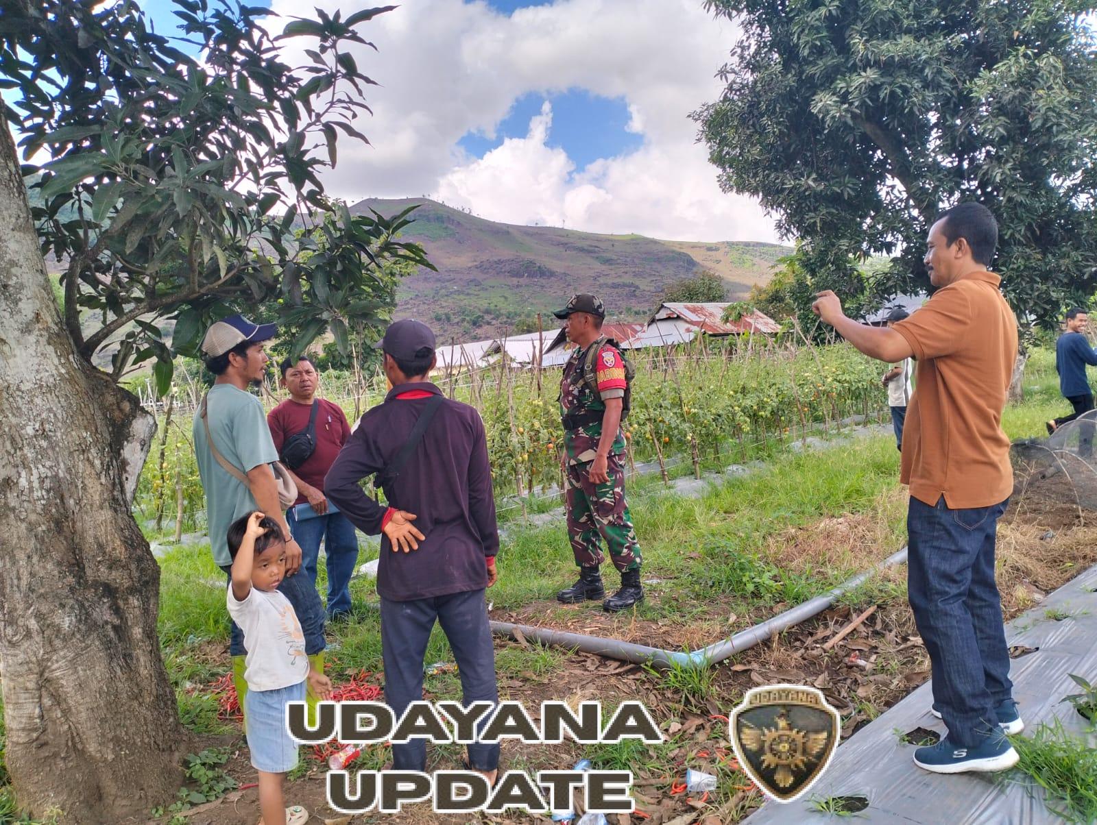 Babinsa Desa Madaprama Dampingi Warga Tanam Hortikultura untuk Ketahanan Pangan