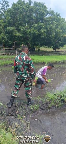 Babinsa Koramil 03/Pahunga Lodu Aktif Dampingi Petani di Kecamatan Wulla Waijelu
