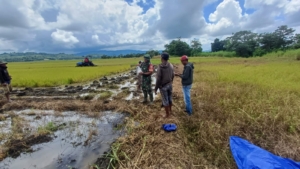 Dukung Ketahanan Pangan, Babinsa Kodim 1613/Sumba Barat Turun ke Sawah Bersama Petani