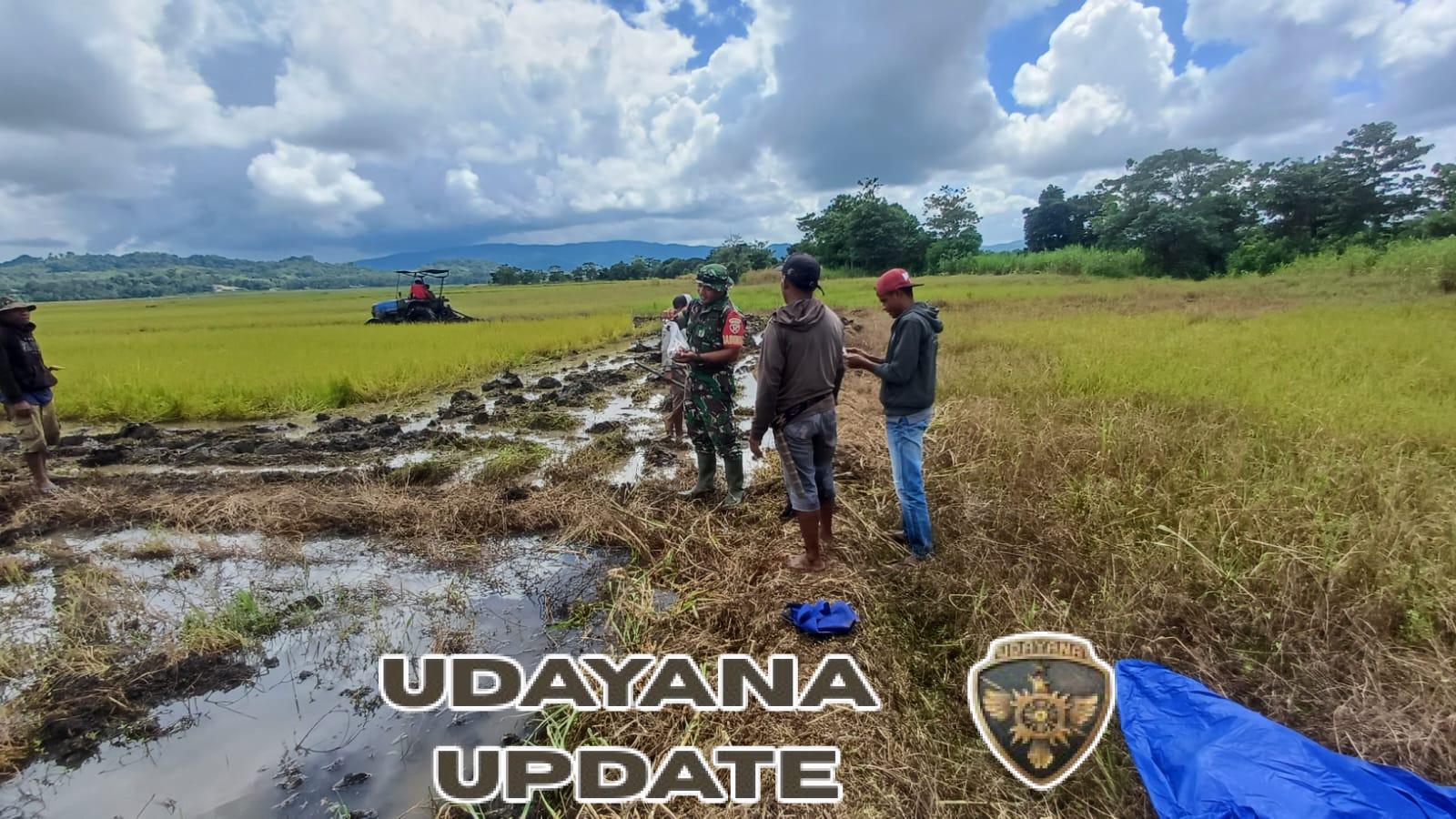 Dukung Ketahanan Pangan, Babinsa Kodim 1613/Sumba Barat Turun ke Sawah Bersama Petani