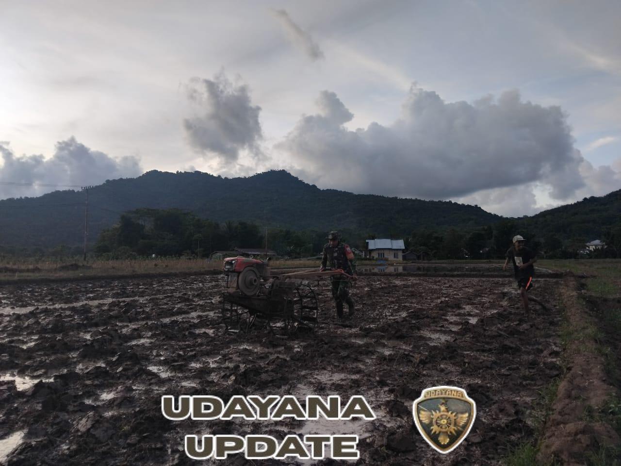 Babinsa Koramil 1630-01/Komodo Turun ke Sawah, Dampingi Petani Desa Sepang Olah Lahan Padi