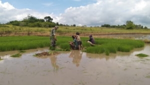 Dukung Ketahanan Pangan, Babinsa Lewa Bantu Penyiapan Bibit Padi Sawah