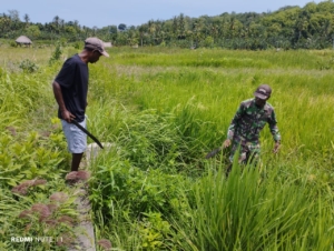 Babinsa Air Mancur Bantu Petani Bersihkan Pematang Sawah Cegah Hama Tikus