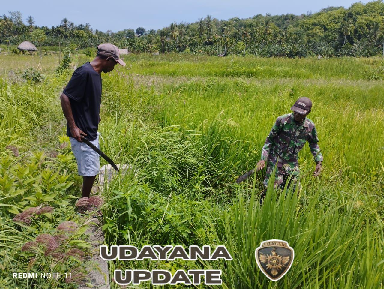 Babinsa Air Mancur Bantu Petani Bersihkan Pematang Sawah Cegah Hama Tikus