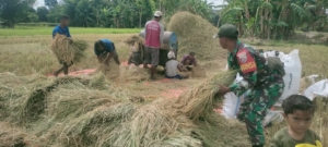 Babinsa Waingapu Turun ke Sawah, Dampingi Petani Rontok Padi di Kecamatan Kambera