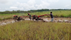 Wujud Kepedulian TNI, Babinsa Lewa Turun Sawah Bersama Petani