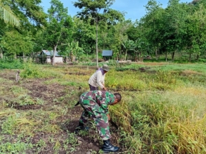 Dukung Ketahanan Pangan, Babinsa Koramil Maritaing Laksanakan Bakti Pertanian