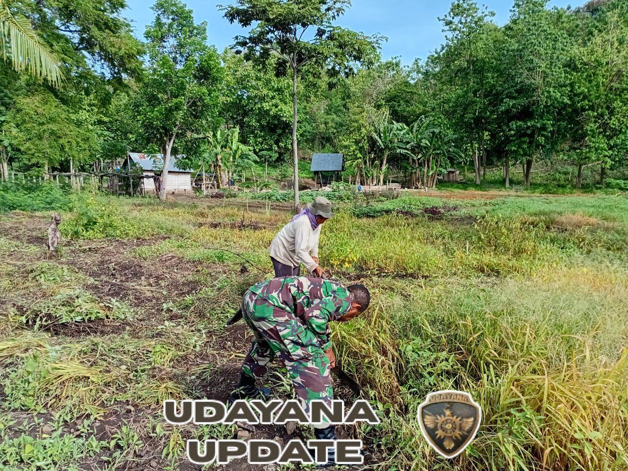 Dukung Ketahanan Pangan, Babinsa Koramil Maritaing Laksanakan Bakti Pertanian