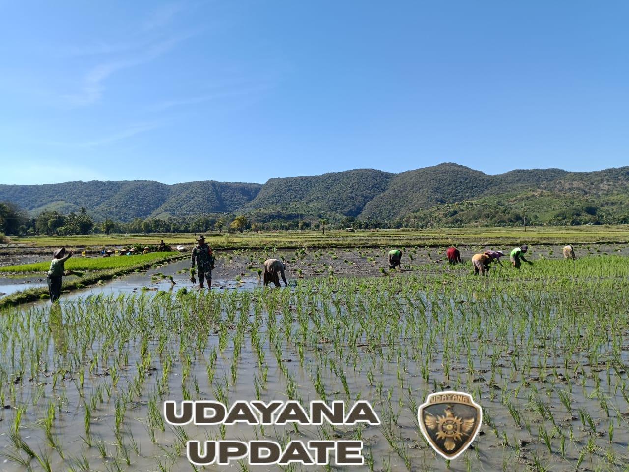 TNI Hadir di Lahan Pertanian, Babinsa Koramil 1612-04/Elar Perkuat Semangat Petani