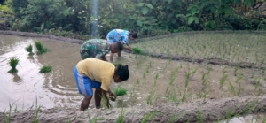 Karya Bakti Babinsa Raenyale Perkuat Ketahanan Pangan Desa