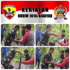 Sigap Tanggap, Babinsa Koramil Payangan Amankan Ular Besar yang Resahkan Warga Banjar Bayad