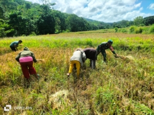 Babinsa Koramil 03/Katikutana Bantu Warga Panen Padi