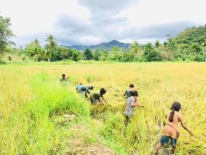 Wujud Kepedulian TNI, Babinsa Koramil 06/Karera Bantu Panen Padi Warga