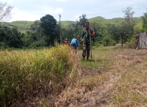 Dukung Ketahanan Pangan, Babinsa Tabundung Bantu Petani Tanam Jagung