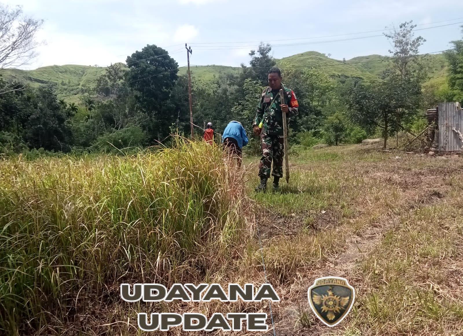 Dukung Ketahanan Pangan, Babinsa Tabundung Bantu Petani Tanam Jagung