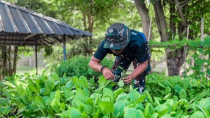 ‎Wujudkan Ketahanan Pangan, Satgas Pamtas Yonarhanud 2 Kostrad Berkebun dan Berternak di Perbatasan