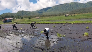Serka D. Araujo Turun ke Sawah Bersama Kelompok Tani Rata 3 di Alor Timur