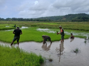 Babinsa Koramil 02/Walakaka Dampingi Petani Cabut Bibit Padi di Desa Harona Kalla