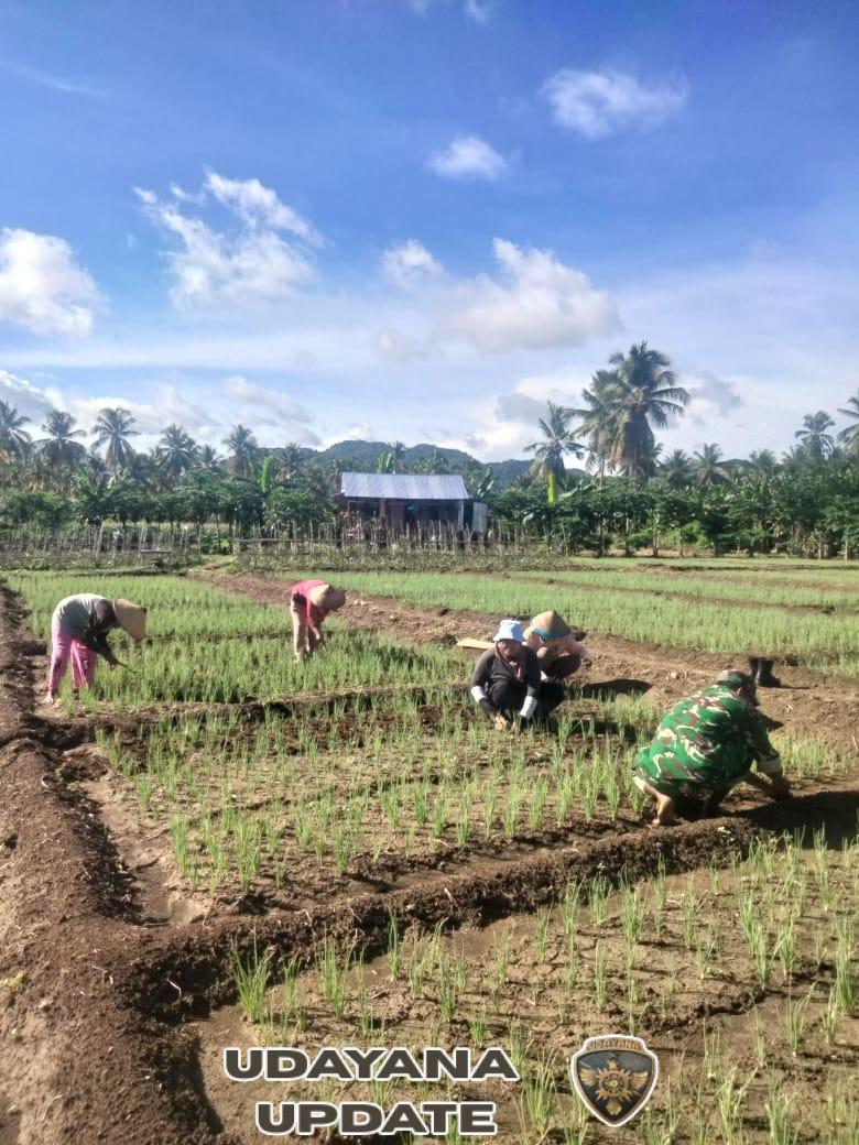 TNI Manunggal dengan Petani: Aksi Nyata Sertu Soalihin Rawat Tanaman Bawang Merah di Desa Bari