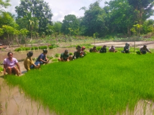 Wujud Kepedulian TNI, Babinsa Dampingi Petani Siapkan Tanam Padi di Wulla