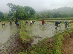 Serka Dominggus Lay Turun ke Sawah Bantu Petani di Desa Nggongi