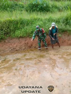 Babinsa Koramil 1630-03/MP Dampingi Petani Tanam Padi di Desa Tentang