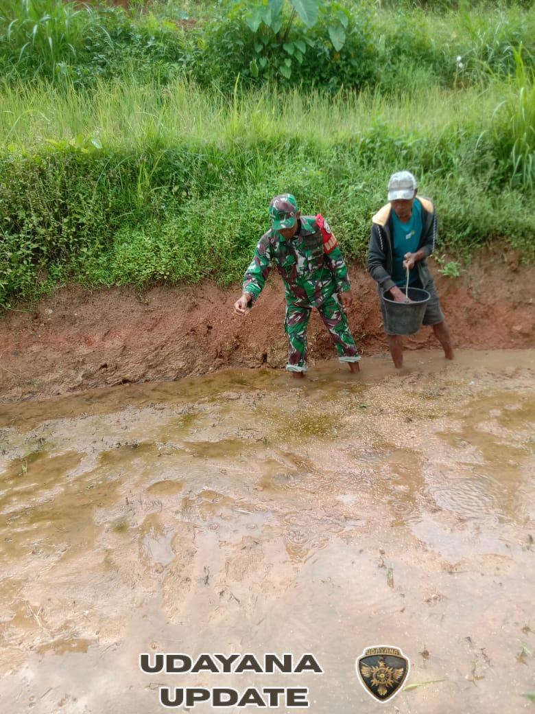 Babinsa Koramil 1630-03/MP Dampingi Petani Tanam Padi di Desa Tentang