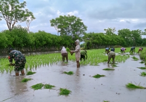 Wujudkan Ketahanan Pangan, Babinsa Desa Daha Turun ke Sawah Bersama Warga
