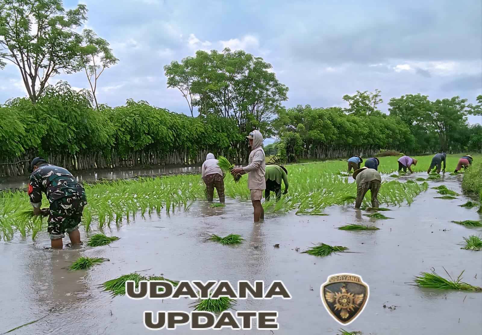 Wujudkan Ketahanan Pangan, Babinsa Desa Daha Turun ke Sawah Bersama Warga