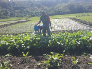 Sertu Musa Bagaisar Bantu Perawatan Tanaman Sayur Milik Warga Binaan