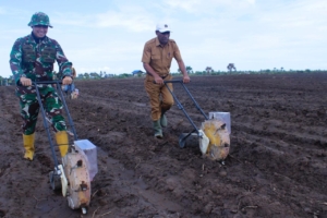 Dukung Ketahanan Pangan, Kompi Pertanian Yonif TP 834/WM Tanam Perdana Jagung di Nagekeo