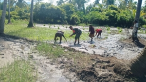 Dukung Ketahanan Pangan, Babinsa 02/Talibura Turun ke Sawah Bersama Petani