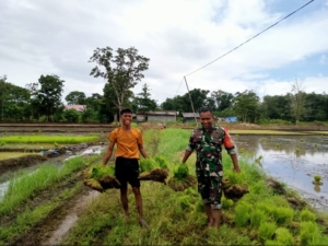 Babinsa Kodim 1613/Sumba Barat Hadir di Tengah Petani Desa Sodana