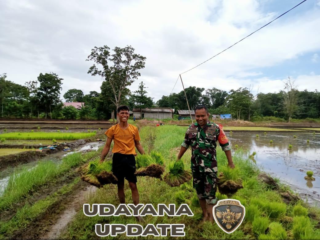 Babinsa Kodim 1613/Sumba Barat Hadir di Tengah Petani Desa Sodana