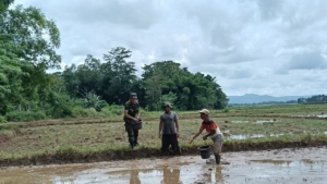 Dukung Ketahanan Pangan, Babinsa Kodim 1613/Sumba Barat Turun ke Sawah