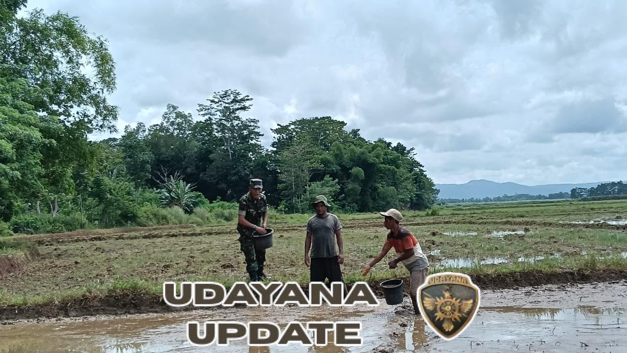 Dukung Ketahanan Pangan, Babinsa Kodim 1613/Sumba Barat Turun ke Sawah