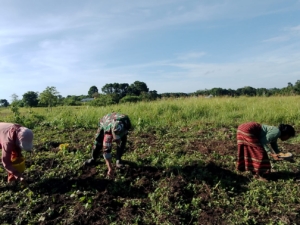 Dekat dengan Warga Binaan, Babinsa Ikut Tanam Jagung di Desa Praimadeta