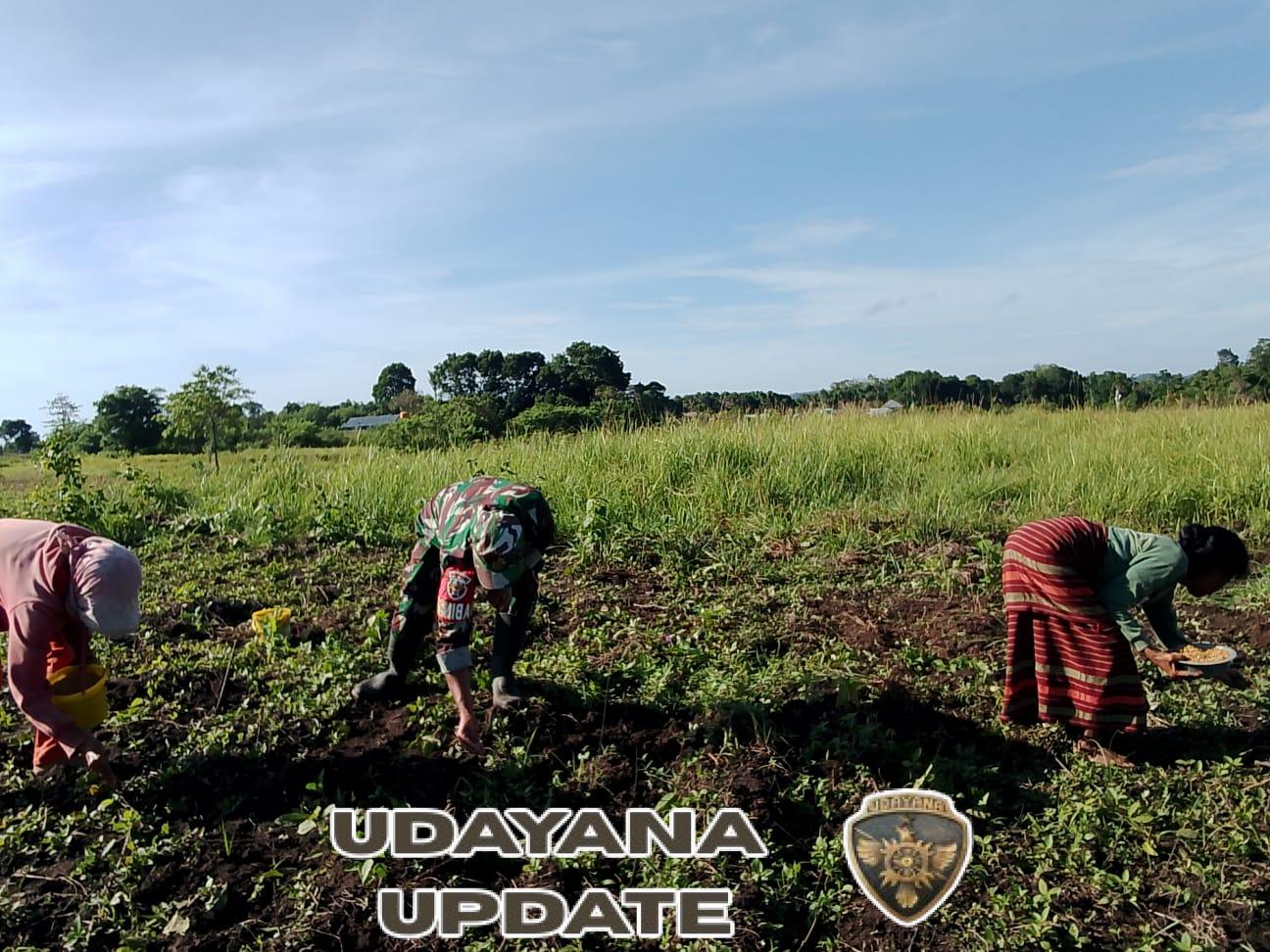 Dekat dengan Warga Binaan, Babinsa Ikut Tanam Jagung di Desa Praimadeta