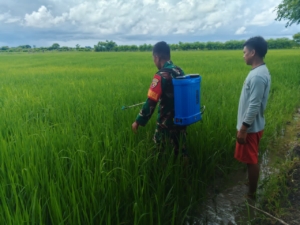 Praka Uus Gusnanda Dampingi Petani Desa Lailanjang Lakukan Penyemprotan Padi