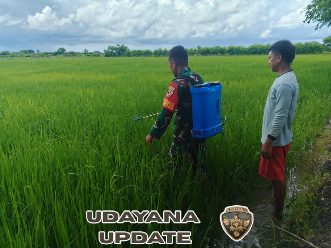 Praka Uus Gusnanda Dampingi Petani Desa Lailanjang Lakukan Penyemprotan Padi