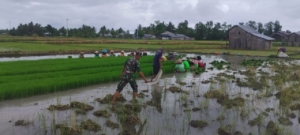 Dukung Ketahanan Pangan, Babinsa Elar Dampingi Petani Panen Bibit Padi