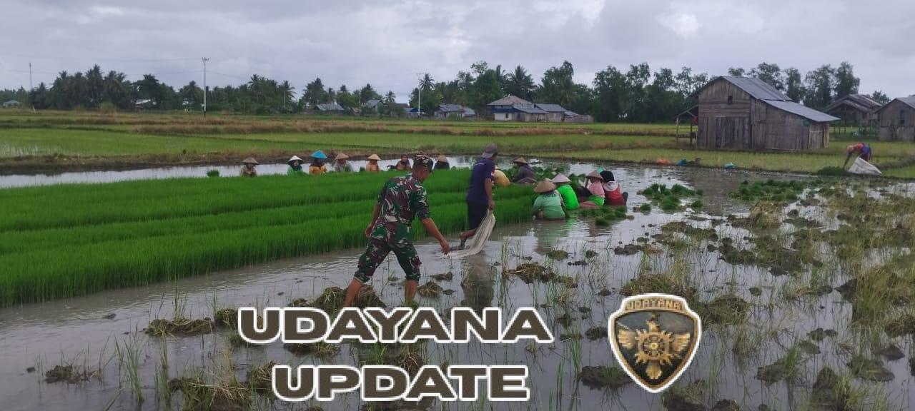 Dukung Ketahanan Pangan, Babinsa Elar Dampingi Petani Panen Bibit Padi