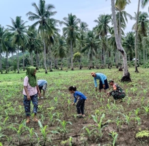 Sinergi di Ladang Bari: Sertu M. Imran Hadir Kawal Ketahanan Pangan Masyarakat Macang Pacar