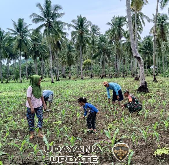 Sinergi di Ladang Bari: Sertu M. Imran Hadir Kawal Ketahanan Pangan Masyarakat Macang Pacar