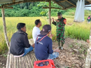 Pererat Kemanunggalan TNI–Rakyat, Babinsa Komsos di Area Persawahan