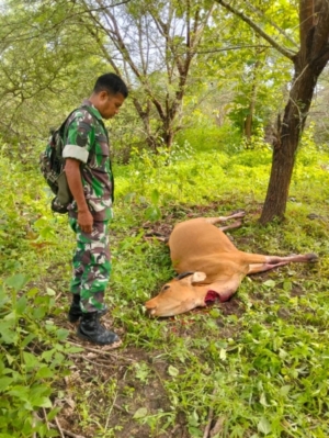 Babinsa Batutua Mediasi Sengketa Ternak di Lahan Persawahan Desa Tolama
