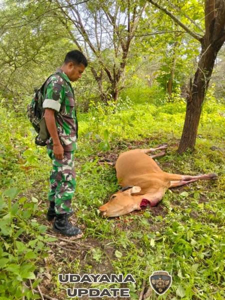 Babinsa Batutua Mediasi Sengketa Ternak di Lahan Persawahan Desa Tolama