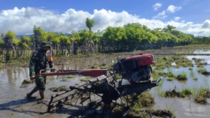 Wujud Kepedulian TNI, Babinsa Karera Turun Langsung Bantu Petani Olah Sawah
