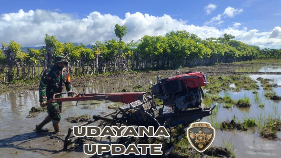 Wujud Kepedulian TNI, Babinsa Karera Turun Langsung Bantu Petani Olah Sawah